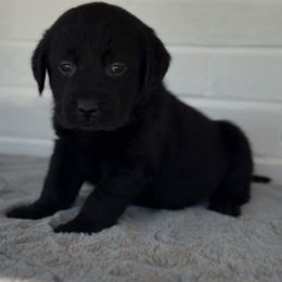 Girl 2 - Black female Labrador Retriever puppy in Camden, Tennessee from Pure Heaven Labs