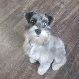 Miniature Schnauzers from Burnett Cove Kennels