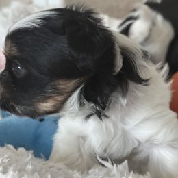 Biewer Terrier, Cavapoo, Cockapoo, Goldendoodle, Poodle, and Yorkshire Terrier Puppies from Pucci Pawfect