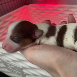 Papillon Puppies from Kerwan Papillons