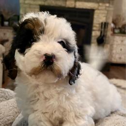 Orange girl - Tri-color female Bernedoodle puppy in Lake, Michigan from 3 King Doodles & Poodles