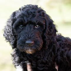 Double Doodles and Labradoodles from Pup & Co - Labs and Doodles