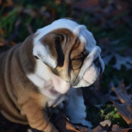 Boy1 - Fawn male Bulldog puppy in Bradleyville, Missouri from HurstBulldogs