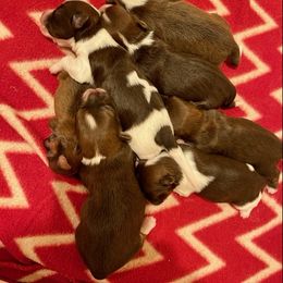 Havanese Puppies from Havareese Havanese