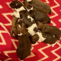 Havanese Puppies from Havareese Havanese