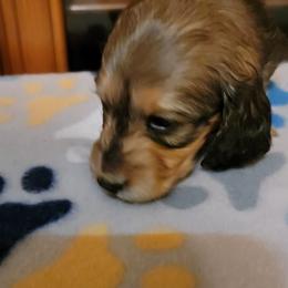 Dachshund Puppies from CLARK'S BREEDING PROGRAM