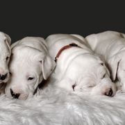 Dogo Argentinos from Designer Dogos