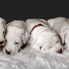 Dogo Argentinos from Designer Dogos