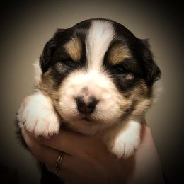 Australian Shepherd Puppies from Mountain Trail Aussies