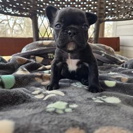 Chase - Brindle male French Bulldog puppy in Newalla, Oklahoma from Fuzzy Angels