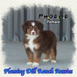 Phoebe - Miniature Australian Shepherd puppy from Flaming Dill Ranch Aussies