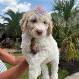 Lily - Parti female Labradoodle puppy in Houston, Texas from Lovely Labradoodles