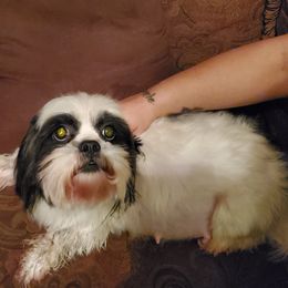 Precious - Shih Tzu