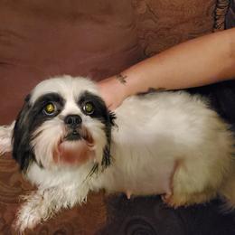 Precious - Shih Tzu