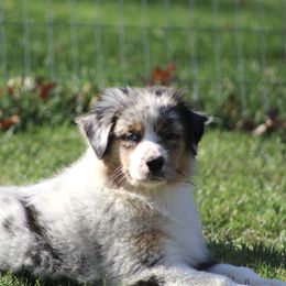 Girl 3 - Blue merle female Australian Shepherd puppy in North Haverhill, New Hampshire from Bellamist Aussies