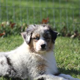 Girl 3 - Blue merle female Australian Shepherd puppy in North Haverhill, New Hampshire from Bellamist Aussies