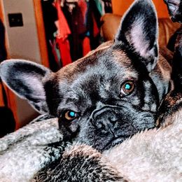 Envy - French Bulldog