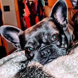 Envy - French Bulldog