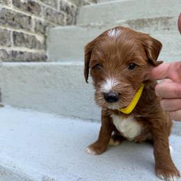 Charlie - Apricot female Goldendoodle puppy in Nashville, Tennessee from Tumbling Creek GoldenDoodles