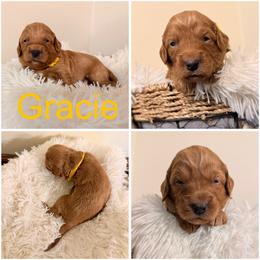 Gracie - Apricot female Goldendoodle puppy in Valdosta, Georgia from Designer Doodles of South GA