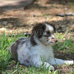 Australian Shepherd, Miniature Australian Shepherd, and Toy Australian Shepherd Puppies from TK Standard, Mini, & Toy Aussies