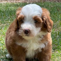 Finn - Red male Bernedoodle puppy in Temecula, California from Country Hills Doodles