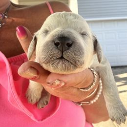 Girl 1 - White female Poodle puppy in Savannah, Georgia from Coastal Poodles