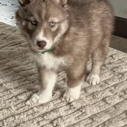 Boy 6 - Green collar - Brown and white male Siberian Husky puppy in Independence, Wisconsin from Hito's Huskies