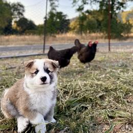 Icelandic Sheepdog Puppies from Hjarta Icelandics