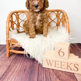 Chicago - Red  male Goldendoodle puppy in from Pink Poodles and Doodles