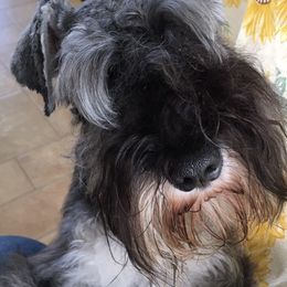 Miniature Schnauzer Puppies from Crown Point Miniature Schnauzers