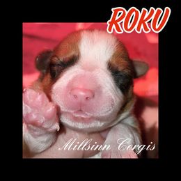 Pembroke Welsh Corgi Puppies from Millsinn Corgis