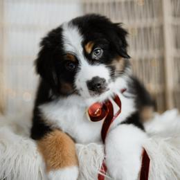 CRANBERRY may be available - Black tri female Miniature American Shepherd puppy in Pasco, Washington from ROCK CREEK