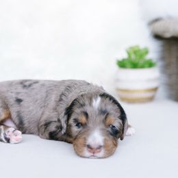 Princess peach - Merle female Bernedoodle puppy in Spanish Fork, Utah from K Brand Doodles