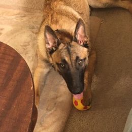 Belgian Malinois from Danielle Newton's Belgian Malinois