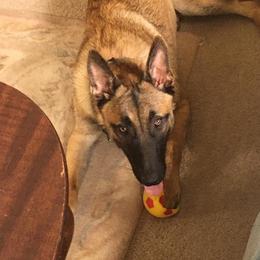 Belgian Malinois from Danielle Newton's Belgian Malinois