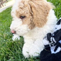 Sheepadoodle Puppies from Pretty Perfect Pups