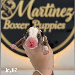 Boy2 - Fawn male Boxer puppy in Orlando, Florida from Martinez AKC Boxers of Central Florida