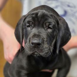 Wednesday - Black female Great Dane puppy in Cottage Grove, Oregon from Divine Rottweilers