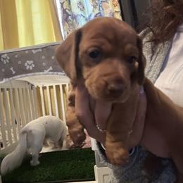 Tellulah - Red female Dachshund puppy in Buffalo, New York from Flanagan’s Pride of Scotland