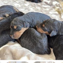 Airedale Terrier puppies from Anne's Pups