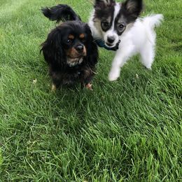 Cavalier King Charles Spaniel and Companion Cross All Grown Up from Bluffroads Cavaliers and Chiliers