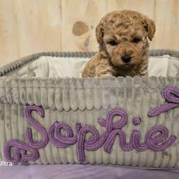 Sophie - Cream female Maltipoo puppy in Nokomis, Florida from Sunset Farm Florida