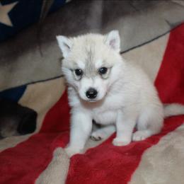 Scyther - Gray and white male Siberian Husky puppy in Le Sueur, Minnesota from Tevana Siberians LLC