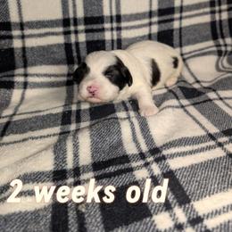 Dolly - Black and white female Havanese puppy in Moulton, Alabama from LaBeouf Havanese’s