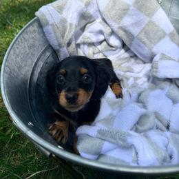 Girl 3 - Black and tan female Dachshund puppy in Crossville, Tennessee from Golden Mini Farm