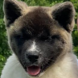 Ivy - Fawn, black overlay female Akita puppy in Newberry, Michigan from Day Dream Akita & Shiba Inu