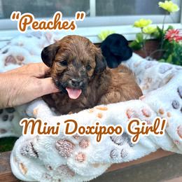 Peaches - Red female Assorted Doodle Crosses puppy in Coal City, Indiana from Angel Blue Dogs