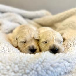 Mr. Dyson - Light golden male Golden Retriever puppy in Midlothian, Texas from Brightest Days
