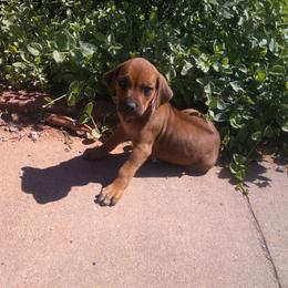 Abby - Rd whtn blk nose female Rhodesian Ridgeback puppy in Carney, Oklahoma from River Run Parson Russell terriers & River Run Ridgebacks